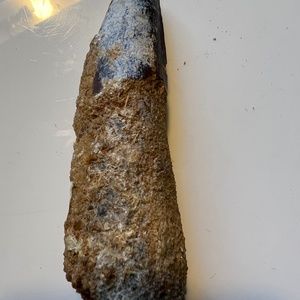 Spinosaurus Dinosaur Tooth Original Fossil 97.4 Million Years Old size 3.5 inche